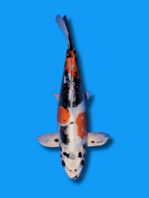 Beni Kikokuryu | Koi&Co.